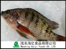 tilapia fish 500-800g - product's photo