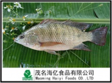 tilapia fish whole round size 300-500 - product's photo