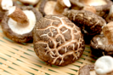 quality dried mushroom - product's photo