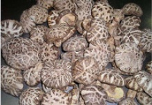 shiitake lentinus mushroom of white and tea color - product's photo