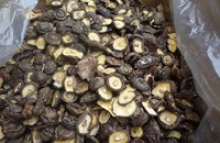 new crop iqf frozen shiitake mushrooms - product's photo