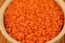 new crop red football lentils for sale export quality - product's photo