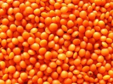 high quality whole and split lentils/red lentils/green lentils - product's photo