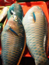 parrot fish - product's photo
