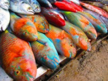whole parrot fishes - product's photo