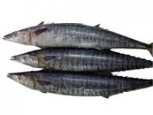whole seer fishes - product's photo