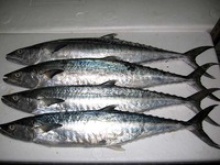 fresh seer fish - product's photo