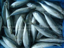 frozen horse mackerel fish - product's photo