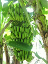 origin banana - product's photo