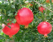fresh pomegranate fruit turkish  - product's photo