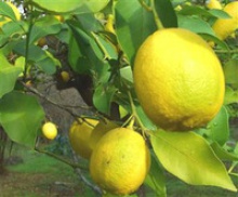 turkish citron lemon - product's photo