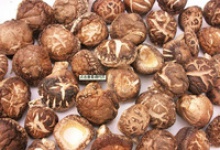 dried thin mushroom - product's photo