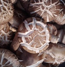 hot sale high quality button mushroom cultivation - product's photo