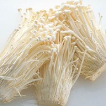 hot sale high quality milky mushroom cultivation - product's photo