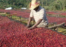 sidamo organic coffee - product's photo