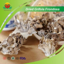 dried grifola frondosa - product's photo