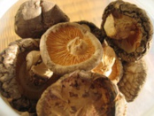 free shipping premium fresh flower shiitake mushroom spawn cultivation - product's photo
