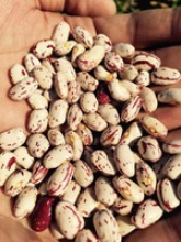 light speckled kidney beans, lskb - product's photo