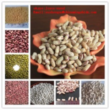 light speckled kidney bean pinto beans sugar beans - product's photo