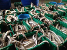 yellow conger eel  - product's photo