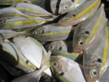 yellow tail scad fish - product's photo