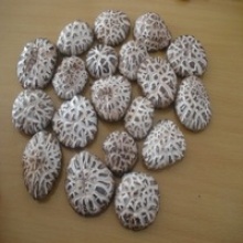 white flower dried shiitake mushroom with stick - product's photo