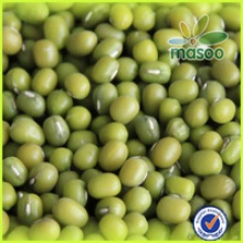 new crop mung bean - product's photo