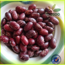 purple speckled kidney beans,sugar beans - product's photo