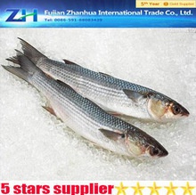  frozen fresh grey mullet fish - product's photo
