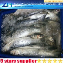  frozen grey mullet fish - product's photo