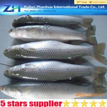 freeze grey mullet fish - product's photo