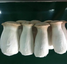 pleurotus eryngii mushroom - product's photo