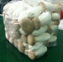 china king oyster mushroom - pleurotus eryngii mushroom - product's photo