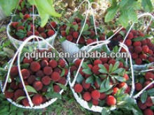 canned waxberry ls - product's photo
