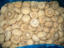 new crop frozen champignon iqf mushroom - product's photo