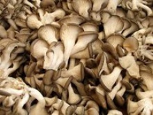 iqf oyster mushroom - product's photo