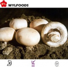 china mushrooms frozen button mushroom with good quality - product's photo
