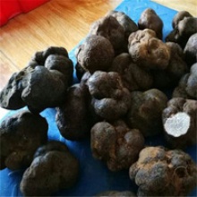 top grade mature black dried truffles - product's photo
