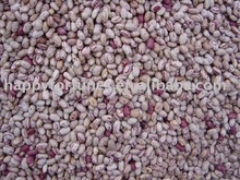 cranberry beans light speckled kidney beans oval shape - product's photo