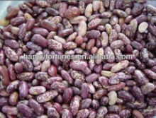purple speckled kidney beans - product's photo