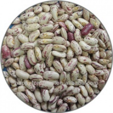 hps quality light speckled kidney beans long shape - product's photo
