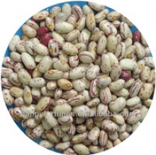 light speckled kidney beans american oval shape/cranberry beans - product's photo