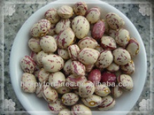 light speckled kidney beans xinjiang round shape - product's photo