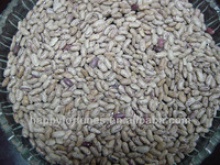 light speckled kidney beans long shape - product's photo