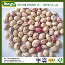 light speckled kidney bean sugar bean 2014 new products  - product's photo