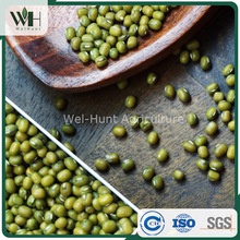 australia origin green mung bean - product's photo
