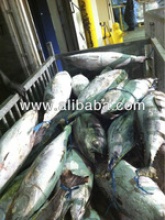 frozen whole tuna fish - product's photo