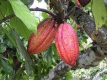 cacao from peru 'criollo' - product's photo
