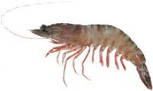 fresh water prawn - product's photo