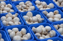 fresh white button mushroom - product's photo